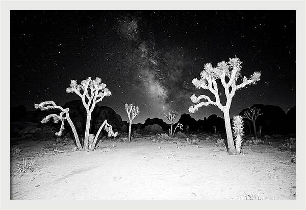 Joshua Trees Under The Milky Way