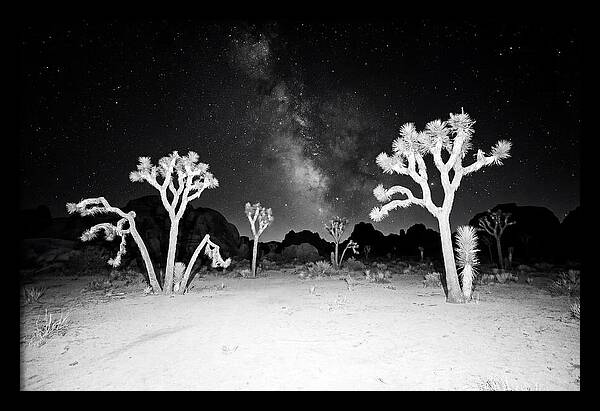 Joshua Trees Under The Milky Way