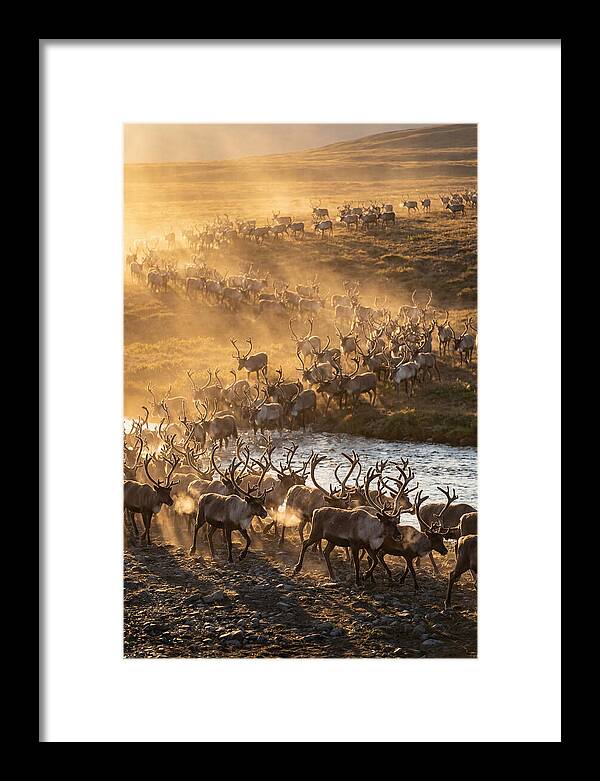 Journey Of The Caribou Herd
