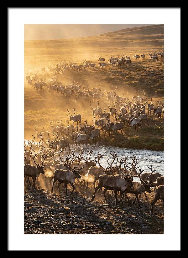 Journey Of The Caribou Herd