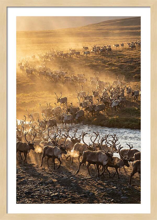 Journey Of The Caribou Herd