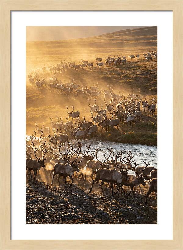 Journey Of The Caribou Herd