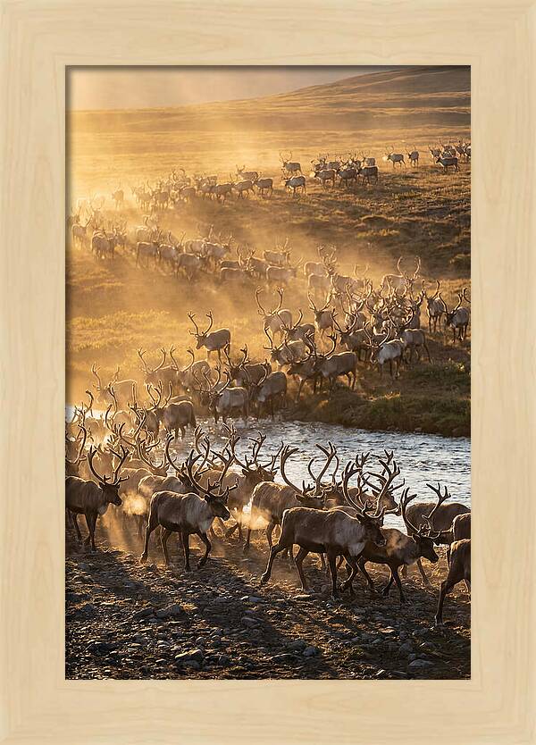 Journey Of The Caribou Herd