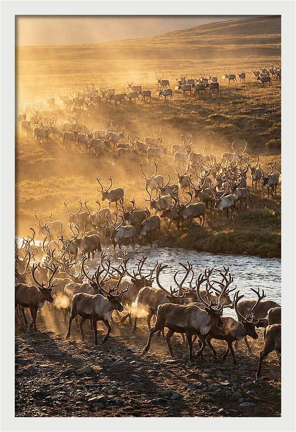 Journey Of The Caribou Herd
