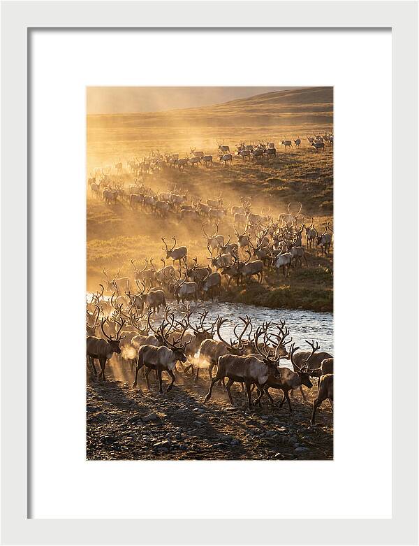 Journey Of The Caribou Herd