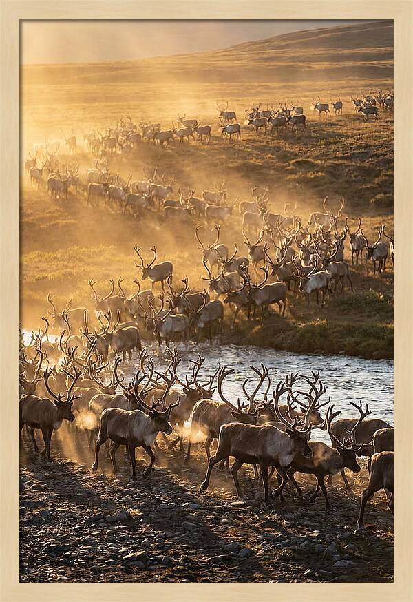 Journey Of The Caribou Herd