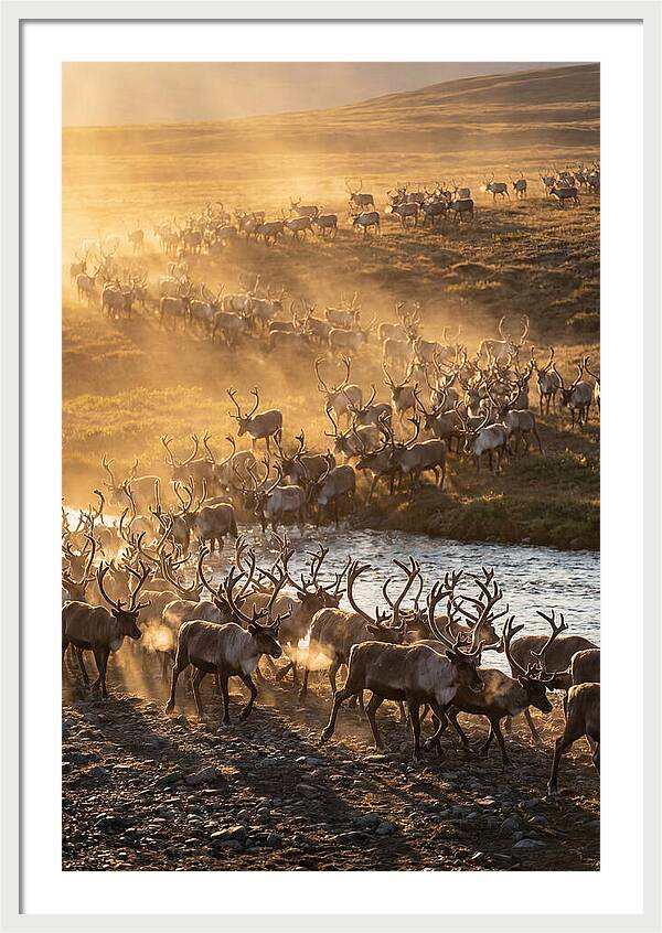 Journey Of The Caribou Herd