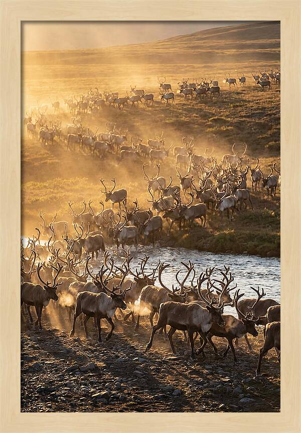 Journey Of The Caribou Herd
