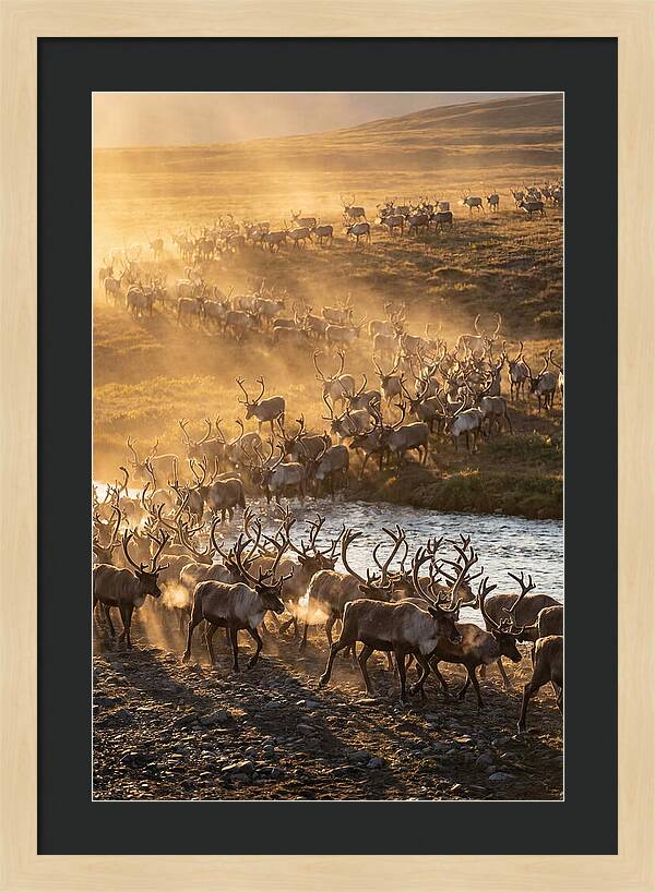 Journey Of The Caribou Herd
