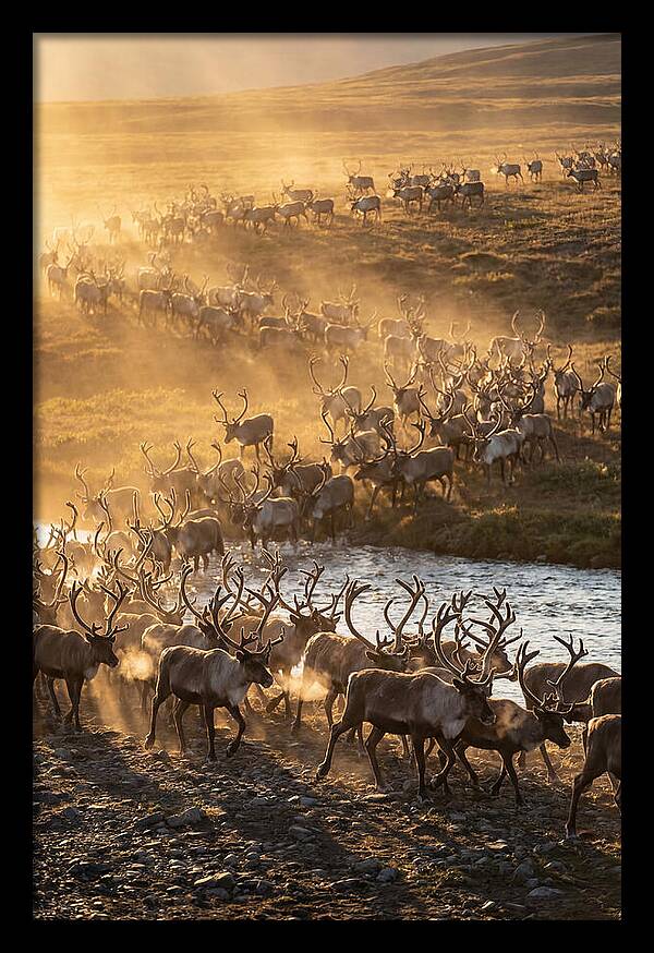 Journey Of The Caribou Herd