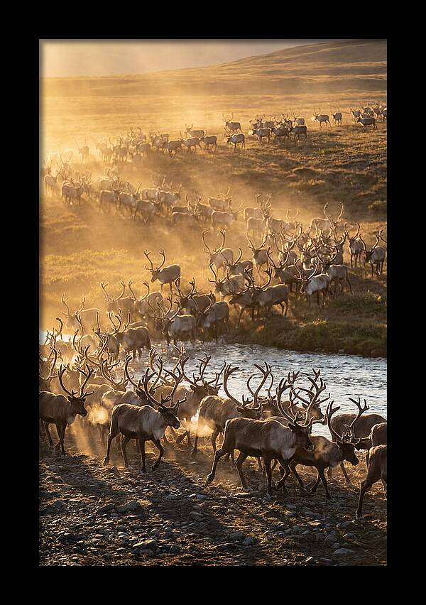 Journey Of The Caribou Herd