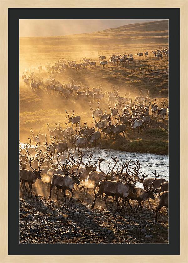 Journey Of The Caribou Herd