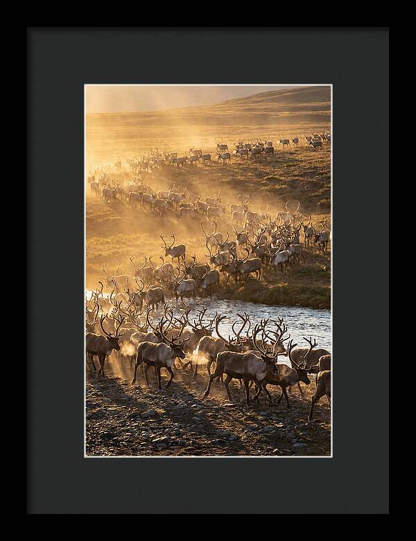 Journey Of The Caribou Herd