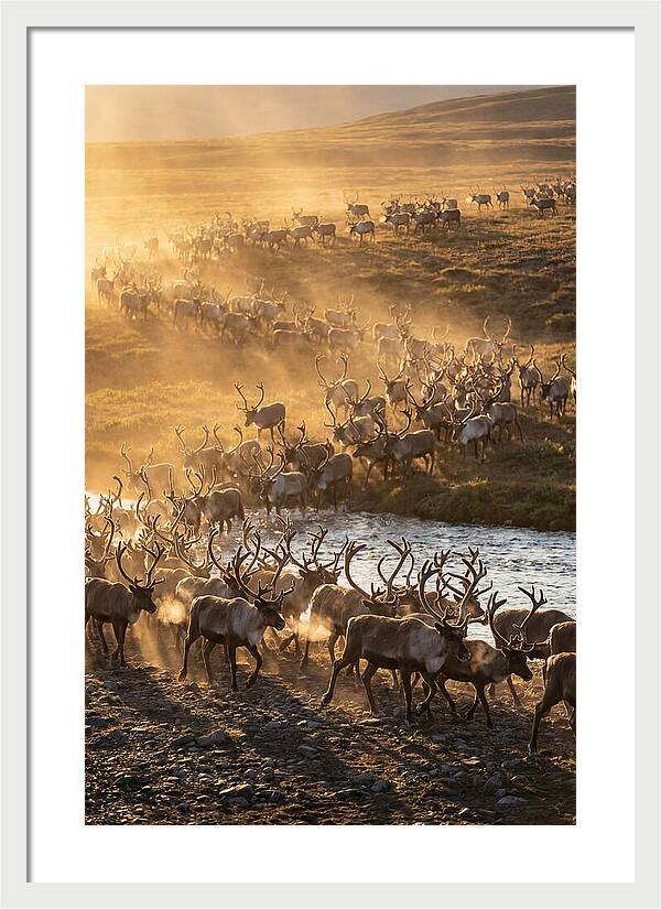 Journey Of The Caribou Herd