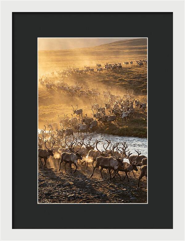 Journey Of The Caribou Herd