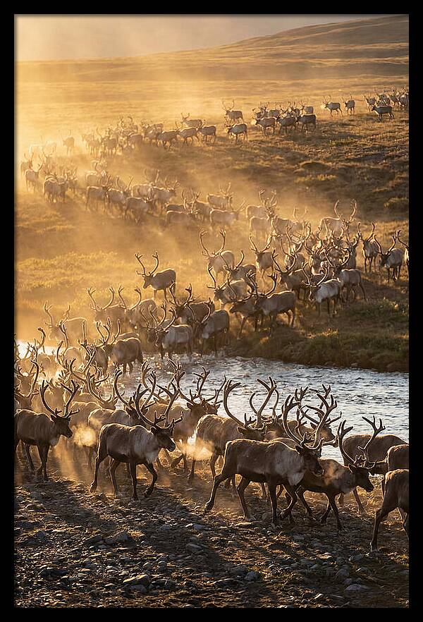 Journey Of The Caribou Herd