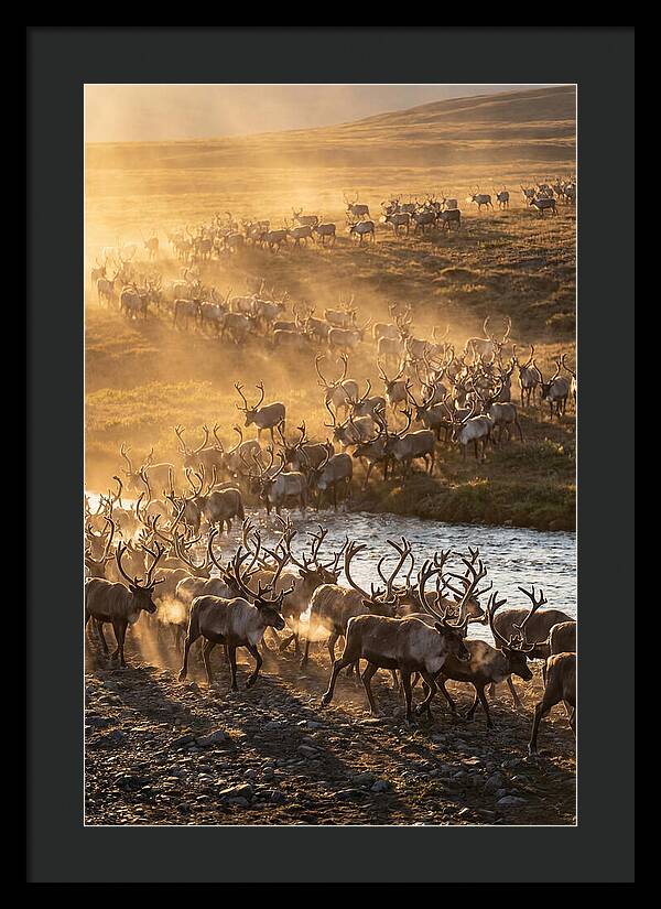 Journey Of The Caribou Herd