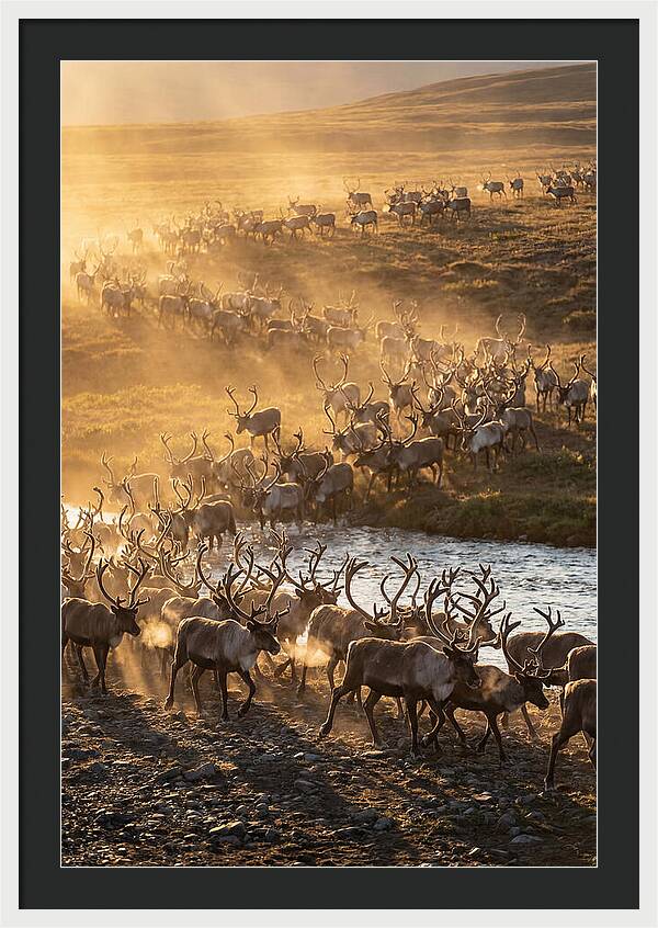 Journey Of The Caribou Herd