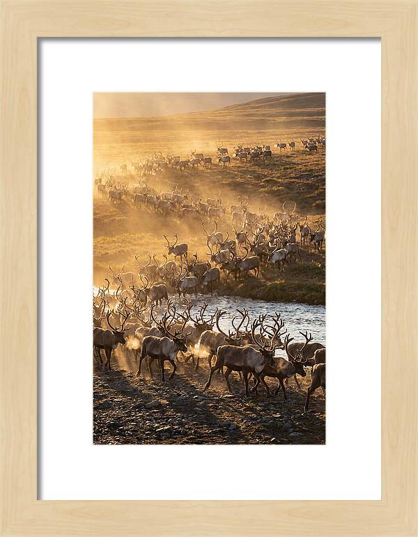 Journey Of The Caribou Herd