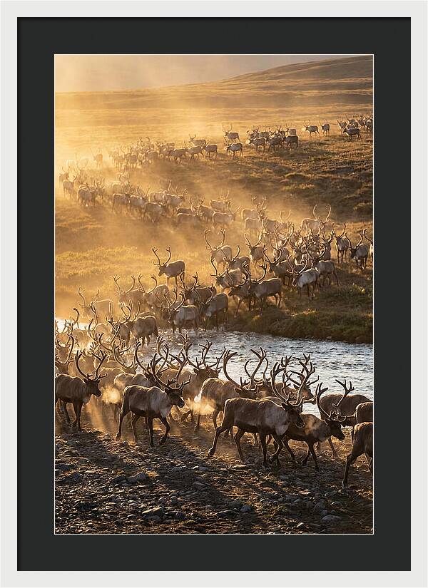 Journey Of The Caribou Herd