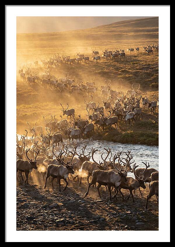Journey Of The Caribou Herd