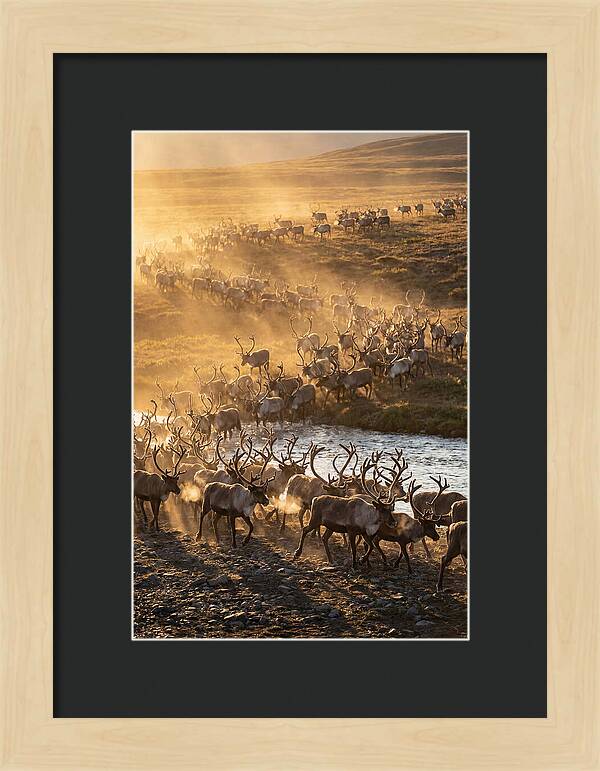 Journey Of The Caribou Herd