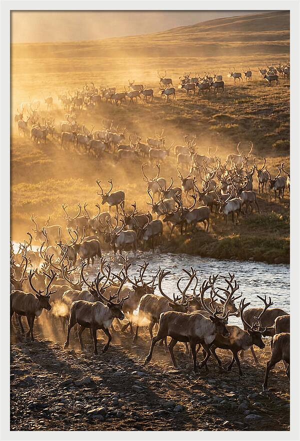 Journey Of The Caribou Herd