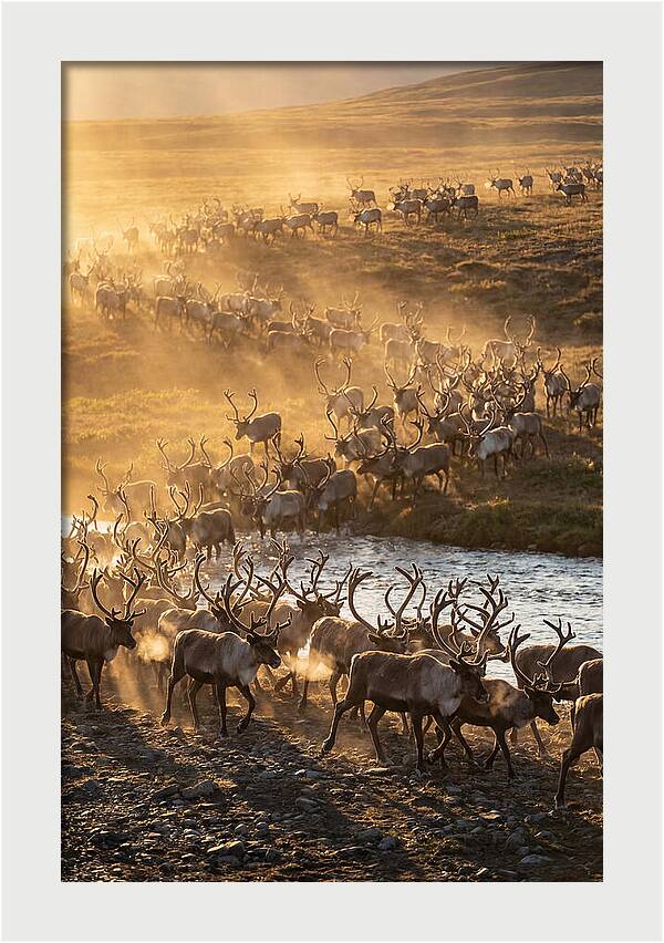 Journey Of The Caribou Herd