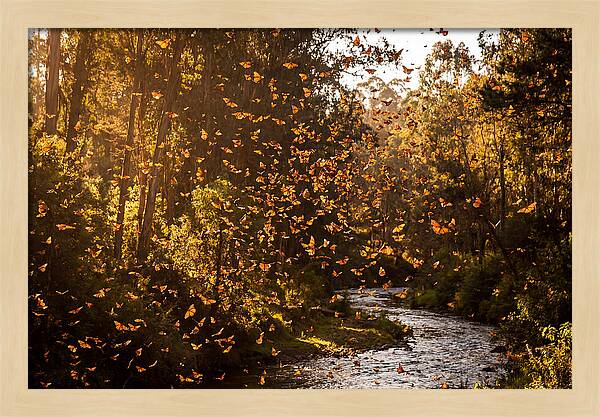 Journey Of The Monarchs