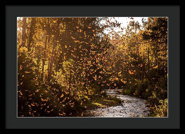 Journey Of The Monarchs