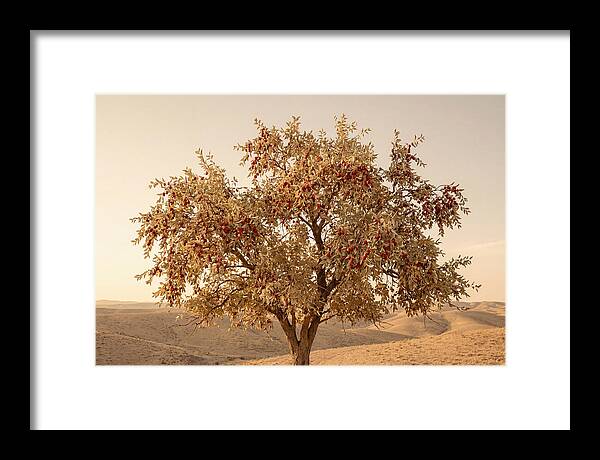 Jujube Tree With Red Fruits