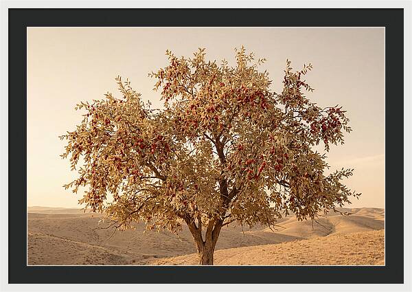 Jujube Tree With Red Fruits