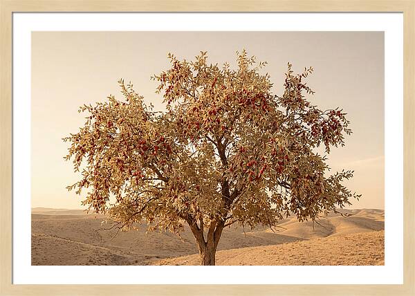 Jujube Tree With Red Fruits