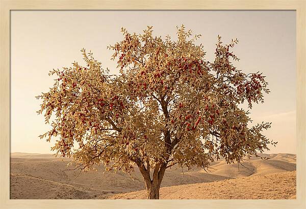 Jujube Tree With Red Fruits