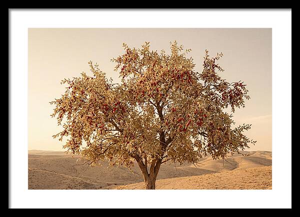 Jujube Tree With Red Fruits