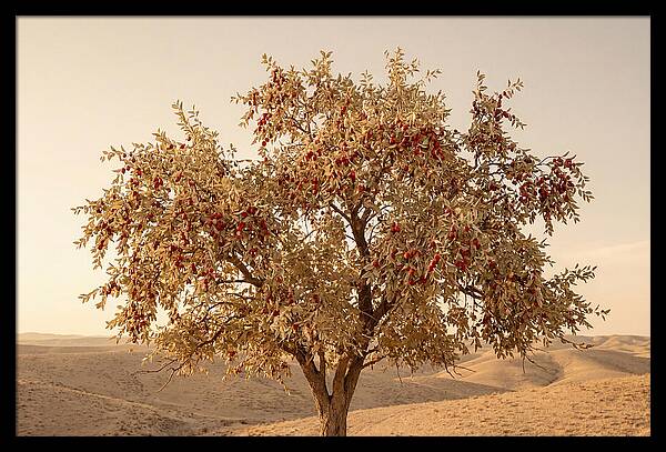 Jujube Tree With Red Fruits