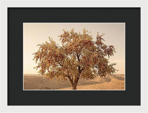 Jujube Tree With Red Fruits