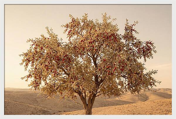 Jujube Tree With Red Fruits