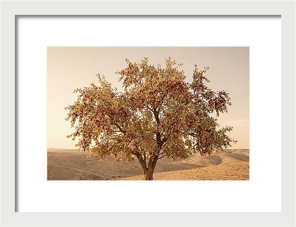 Jujube Tree With Red Fruits