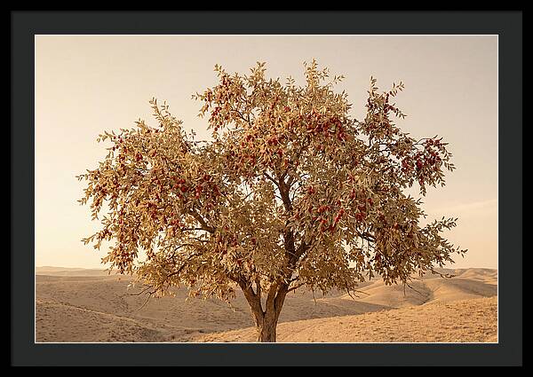 Jujube Tree With Red Fruits