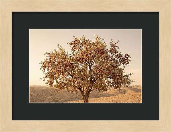 Jujube Tree With Red Fruits