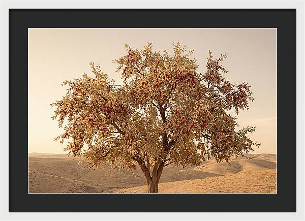 Jujube Tree With Red Fruits