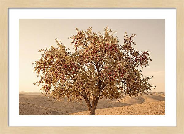 Jujube Tree With Red Fruits