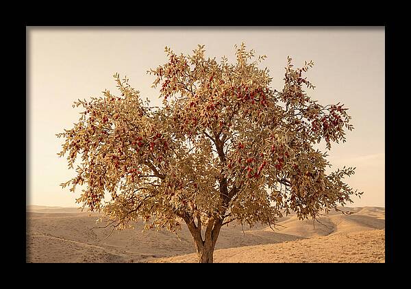 Jujube Tree With Red Fruits