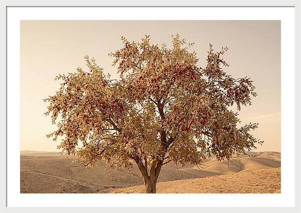 Jujube Tree With Red Fruits