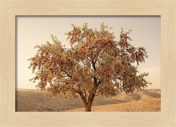 Jujube Tree With Red Fruits