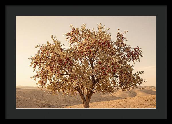 Jujube Tree With Red Fruits