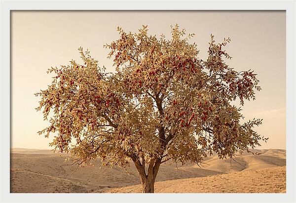 Jujube Tree With Red Fruits