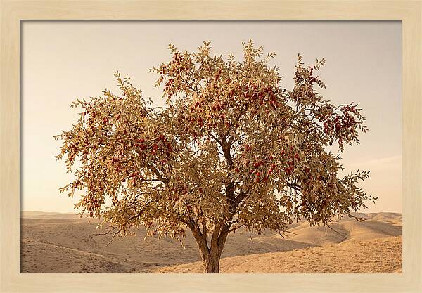 Jujube Tree With Red Fruits