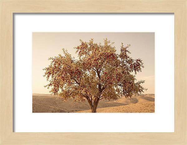 Jujube Tree With Red Fruits